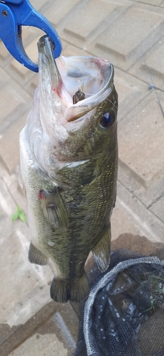 ラージマウスバスの釣果