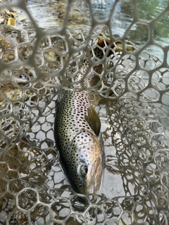 ブラウントラウトの釣果