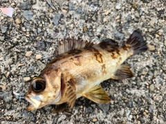 メバルの釣果