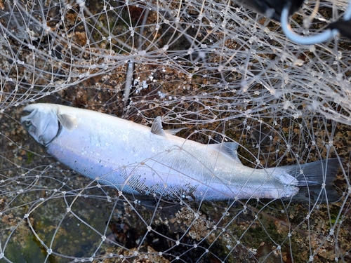 サクラマスの釣果