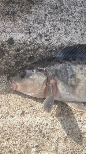 ホッケの釣果