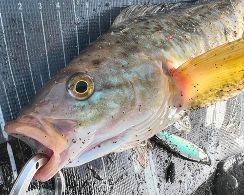 ホッケの釣果