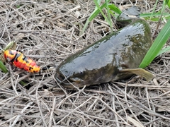 ニホンナマズの釣果