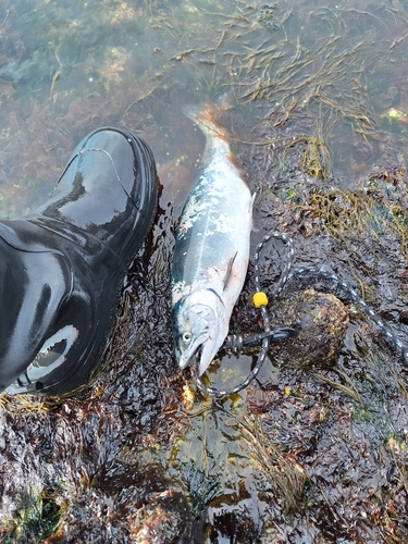 サクラマスの釣果