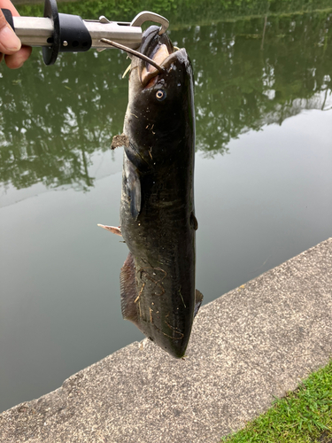 ナマズの釣果