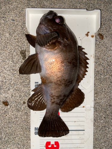 メバルの釣果