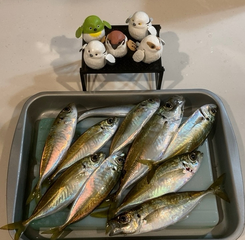 アジの釣果