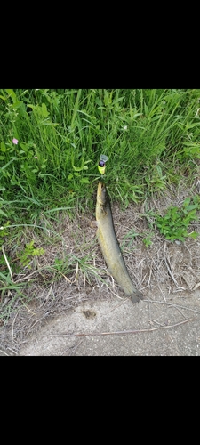 ナマズの釣果