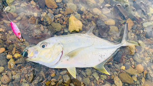 オニヒラアジの釣果