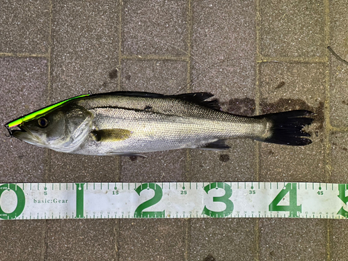 シーバスの釣果