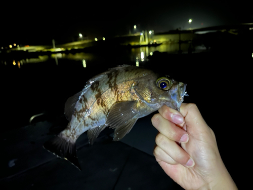 メバルの釣果