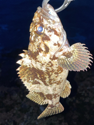 クロソイの釣果