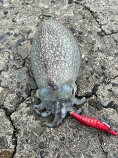 シリヤケイカの釣果