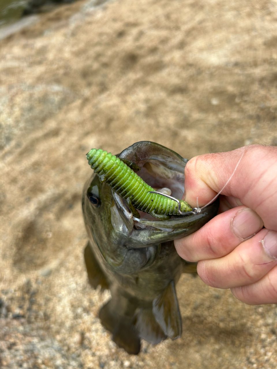 スモールマウスバス