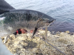 サクラマスの釣果