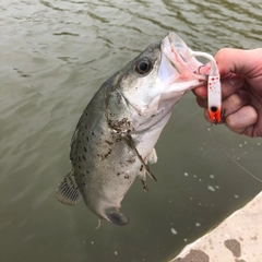 タイリクスズキの釣果