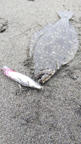 ヒラメの釣果