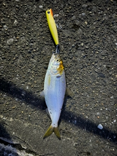 コノシロの釣果