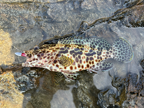 イシミーバイの釣果