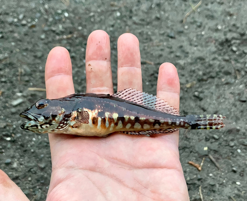 アナハゼの釣果