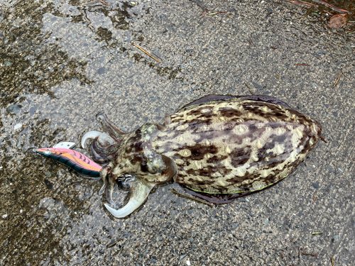 コウイカの釣果