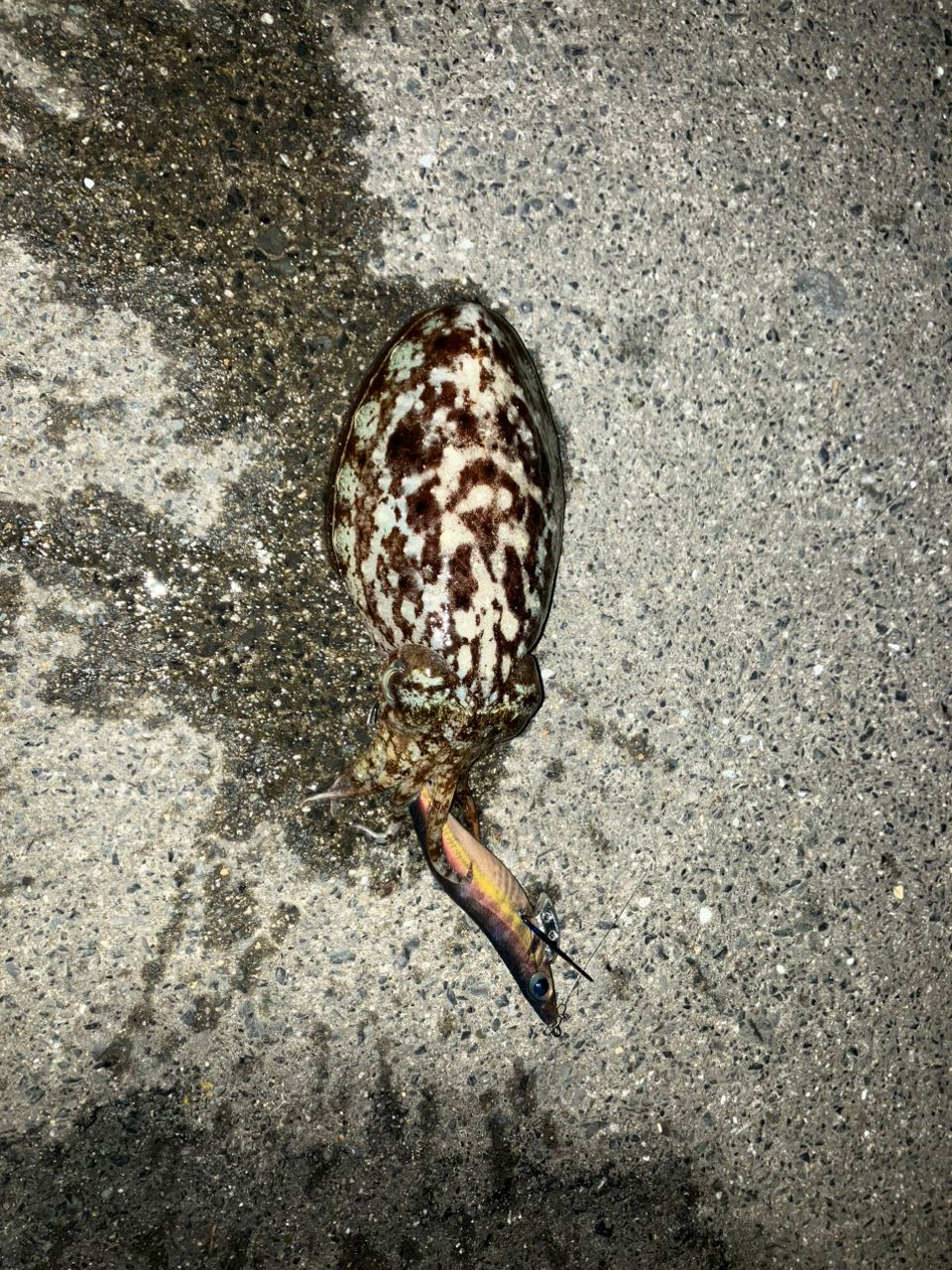 コウイカ