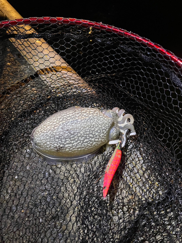 シリヤケイカの釣果