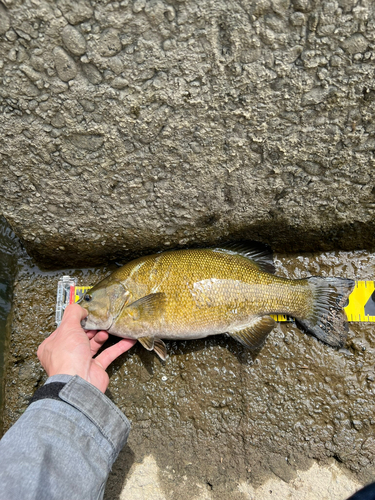 スモールマウスバスの釣果