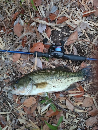 ラージマウスバスの釣果