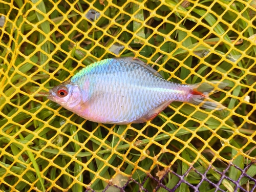 タイリクバラタナゴの釣果