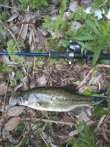 ラージマウスバスの釣果