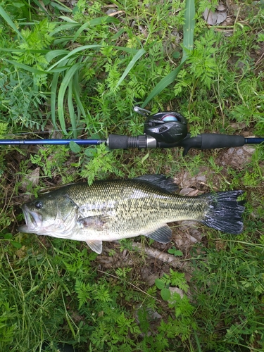 ラージマウスバスの釣果