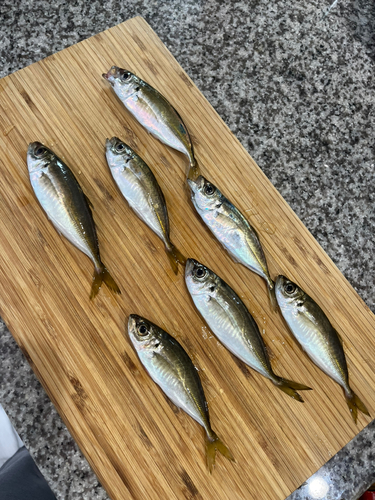 アジの釣果