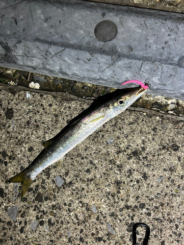 カマスの釣果