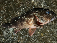 カサゴの釣果