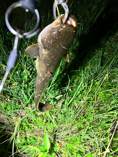 マナマズの釣果