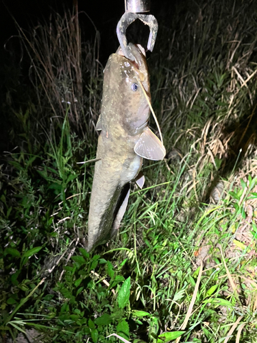 マナマズの釣果