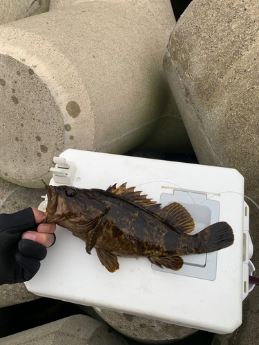 タケノコメバルの釣果