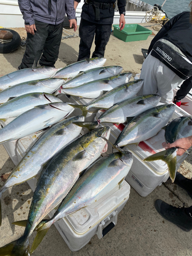 ブリの釣果