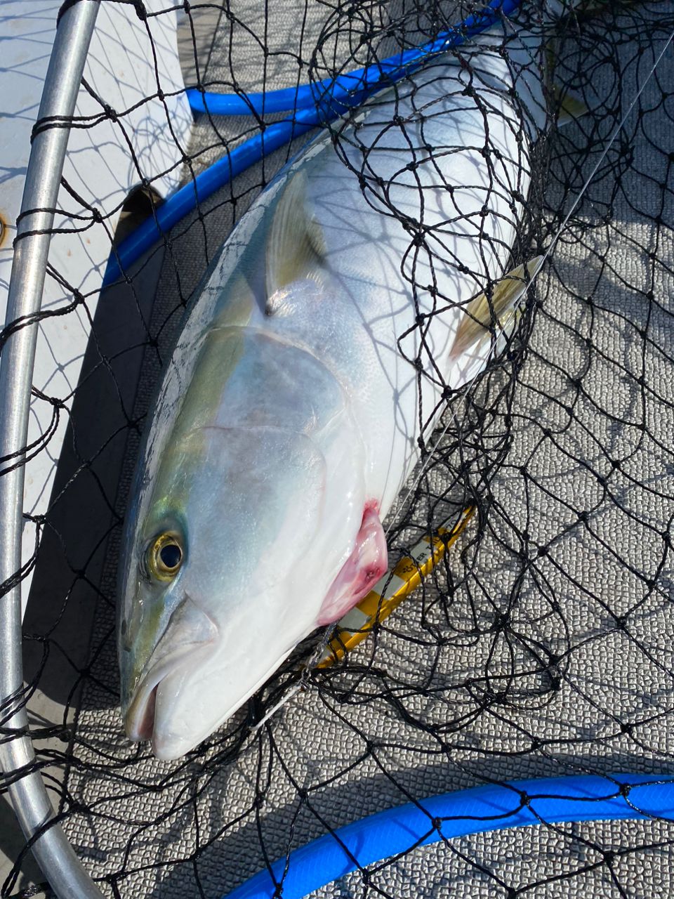 釣るとは言ってないさんの釣果 2枚目の画像