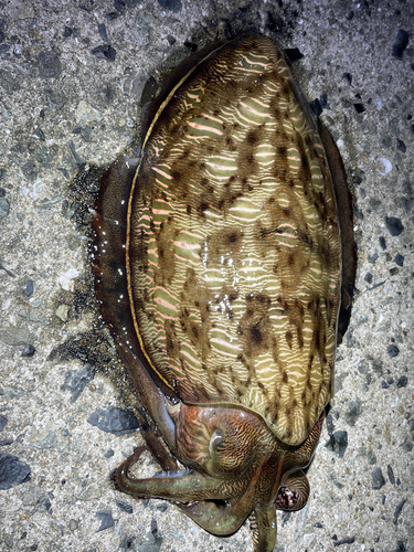 モンゴイカの釣果