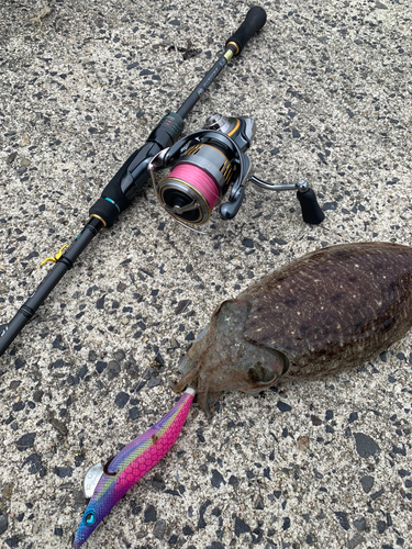 コウイカの釣果