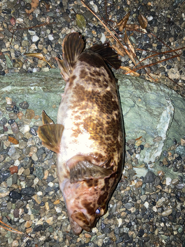 タケノコメバルの釣果