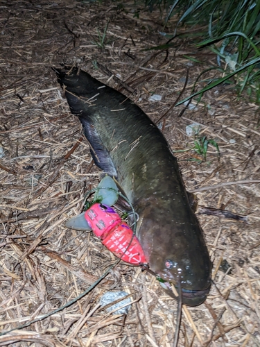 ナマズの釣果