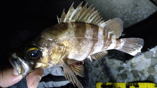 シロメバルの釣果