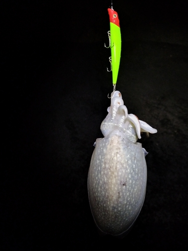 コウイカの釣果