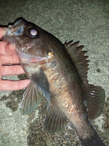 メバルの釣果