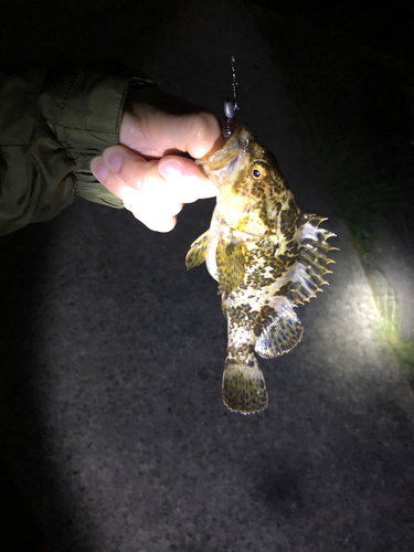 タケノコメバルの釣果