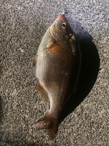 ウミタナゴの釣果