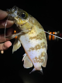 メバルの釣果